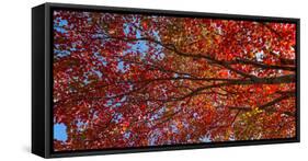 Low angle view of maple tree, Mount Desert Island, Acadia National Park, Hancock County, Maine, USA-null-Framed Stretched Canvas