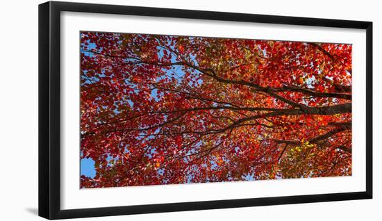 Low angle view of maple tree, Mount Desert Island, Acadia National Park, Hancock County, Maine, USA-null-Framed Photographic Print