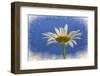 Low Angle View of Oxeye Daisy Flower-Adam Jones-Framed Photographic Print