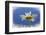 Low Angle View of Oxeye Daisy Flower-Adam Jones-Framed Photographic Print