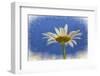 Low Angle View of Oxeye Daisy Flower-Adam Jones-Framed Photographic Print