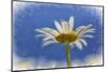 Low Angle View of Oxeye Daisy Flower-Adam Jones-Mounted Photographic Print