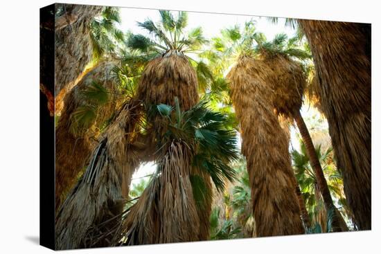 Low Angle View of Palm Trees, Palm Springs, Riverside County, California, USA-null-Stretched Canvas