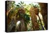 Low Angle View of Palm Trees, Palm Springs, Riverside County, California, USA-null-Stretched Canvas