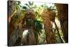 Low Angle View of Palm Trees, Palm Springs, Riverside County, California, USA-null-Stretched Canvas