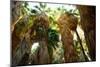 Low Angle View of Palm Trees, Palm Springs, Riverside County, California, USA-null-Mounted Photographic Print