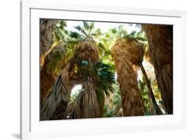 Low Angle View of Palm Trees, Palm Springs, Riverside County, California, USA-null-Framed Photographic Print