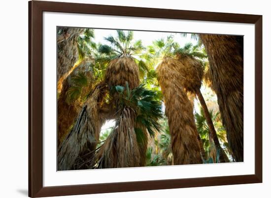 Low Angle View of Palm Trees, Palm Springs, Riverside County, California, USA-null-Framed Photographic Print