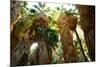 Low Angle View of Palm Trees, Palm Springs, Riverside County, California, USA-null-Mounted Photographic Print