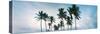 Low Angle View of Palm Trees, Santa Maria Del Mar Beach, Havana, Cuba-null-Stretched Canvas