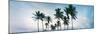 Low Angle View of Palm Trees, Santa Maria Del Mar Beach, Havana, Cuba-null-Mounted Photographic Print