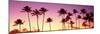 Low Angle View of Palm Trees, Waikiki Beach, Honolulu, Oahu, Hawaii, USA-null-Mounted Photographic Print