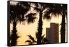 Low angle view of palm trees with office building in the background, Tel Aviv, Israel-null-Framed Stretched Canvas