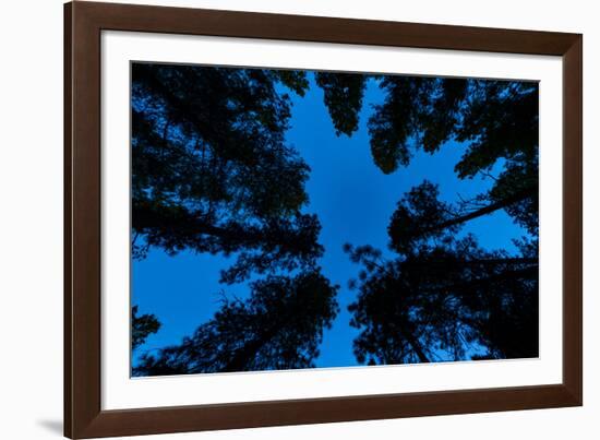 Low angle view of Ponderosa pine and Douglas Fir trees, Wasa, East Kootenay, British Columbia, C...-null-Framed Photographic Print