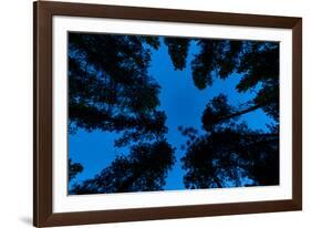 Low angle view of Ponderosa pine and Douglas Fir trees, Wasa, East Kootenay, British Columbia, C...-null-Framed Photographic Print