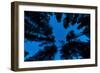 Low angle view of Ponderosa pine and Douglas Fir trees, Wasa, East Kootenay, British Columbia, C...-null-Framed Photographic Print