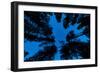 Low angle view of Ponderosa pine and Douglas Fir trees, Wasa, East Kootenay, British Columbia, C...-null-Framed Photographic Print