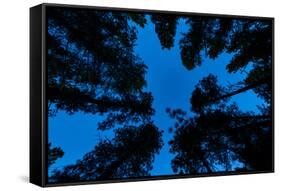 Low angle view of Ponderosa pine and Douglas Fir trees, Wasa, East Kootenay, British Columbia, C...-null-Framed Stretched Canvas