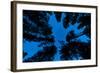 Low angle view of Ponderosa pine and Douglas Fir trees, Wasa, East Kootenay, British Columbia, C...-null-Framed Photographic Print