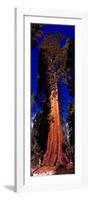 Low angle view of Sequoia tree in forest, California, USA-null-Framed Photographic Print