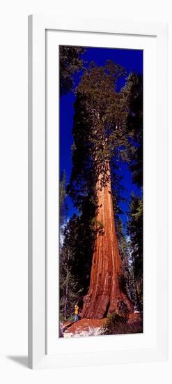 Low angle view of Sequoia tree in forest, California, USA-null-Framed Photographic Print