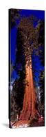 Low angle view of Sequoia tree in forest, California, USA-null-Stretched Canvas