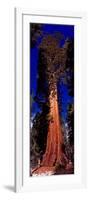 Low angle view of Sequoia tree in forest, California, USA-null-Framed Photographic Print