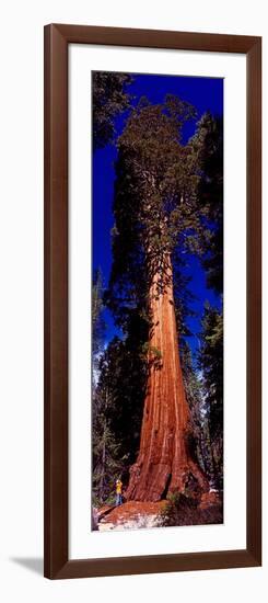 Low angle view of Sequoia tree in forest, California, USA-null-Framed Photographic Print