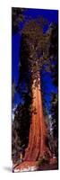 Low angle view of Sequoia tree in forest, California, USA-null-Mounted Photographic Print