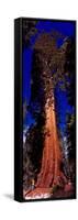 Low angle view of Sequoia tree in forest, California, USA-null-Framed Stretched Canvas