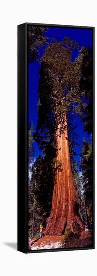 Low angle view of Sequoia tree in forest, California, USA-null-Framed Stretched Canvas
