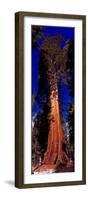 Low angle view of Sequoia tree in forest, California, USA-null-Framed Photographic Print