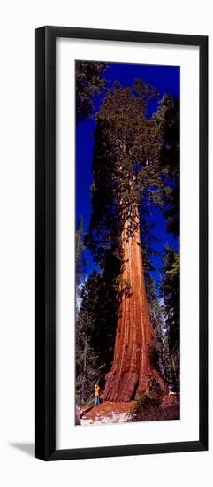 Low angle view of Sequoia tree in forest, California, USA-null-Framed Photographic Print