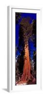 Low angle view of Sequoia tree in forest, California, USA-null-Framed Photographic Print