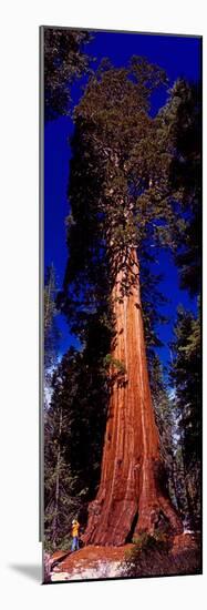 Low angle view of Sequoia tree in forest, California, USA-null-Mounted Photographic Print