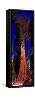 Low angle view of Sequoia tree in forest, California, USA-null-Framed Stretched Canvas