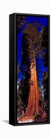 Low angle view of Sequoia tree in forest, California, USA-null-Framed Stretched Canvas