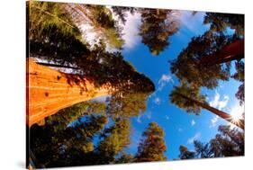 Low angle view of Sequoia trees in forest, California, USA-null-Stretched Canvas