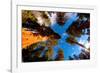 Low angle view of Sequoia trees in forest, California, USA-null-Framed Photographic Print