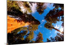 Low angle view of Sequoia trees in forest, California, USA-null-Mounted Photographic Print