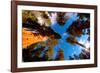 Low angle view of Sequoia trees in forest, California, USA-null-Framed Photographic Print