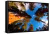 Low angle view of Sequoia trees in forest, California, USA-null-Framed Stretched Canvas