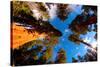 Low angle view of Sequoia trees in forest, California, USA-null-Stretched Canvas