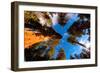 Low angle view of Sequoia trees in forest, California, USA-null-Framed Photographic Print