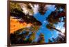 Low angle view of Sequoia trees in forest, California, USA-null-Framed Photographic Print