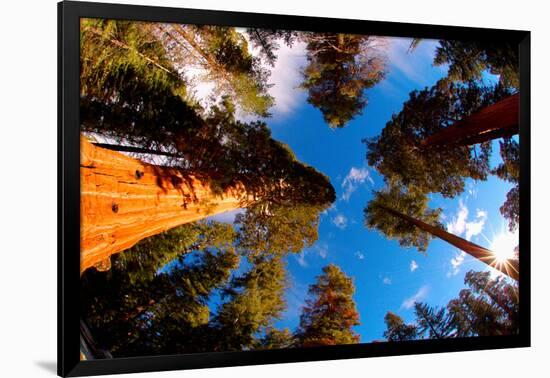 Low angle view of Sequoia trees in forest, California, USA-null-Framed Photographic Print