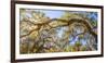 Low angle view of Spanish Moss tree (Tillandsia usneoides), Florida, USA-null-Framed Photographic Print