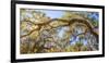 Low angle view of Spanish Moss tree (Tillandsia usneoides), Florida, USA-null-Framed Photographic Print