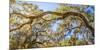 Low angle view of Spanish Moss tree (Tillandsia usneoides), Florida, USA-null-Mounted Photographic Print