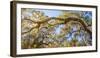 Low angle view of Spanish Moss tree (Tillandsia usneoides), Florida, USA-null-Framed Photographic Print